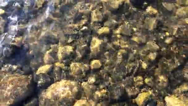 水の下のカラフルな石川の水の流れの下の石 川の水の流れに太陽の光 — ストック動画
