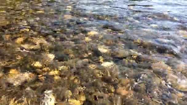 澄んだ川の水に太陽光の反射 川の水の流れの下の石 川の水の流れに太陽の光 — ストック動画