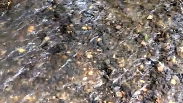 田舎の澄んだ水と川 川の水の流れの下の石 川の水の流れに太陽の光 — ストック動画