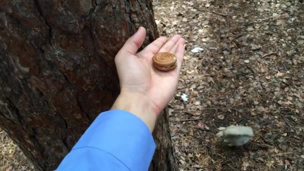 Esquirrubros Galletas Pistacho Mano Yuri Gagarin Park Chelyabinsk Russia Try — Vídeos de Stock