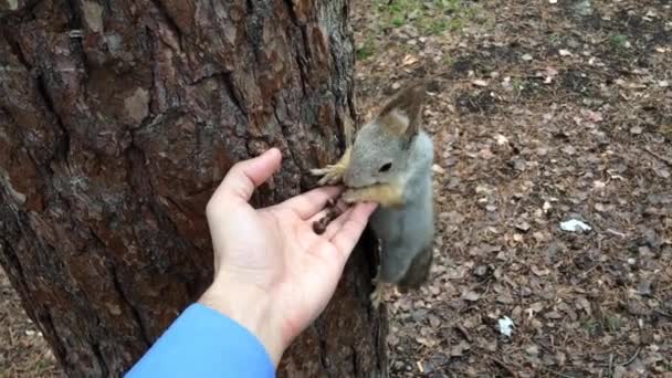 Eekhoorns Koekjes Pistache Uit Hand Het Yuri Gagarin Park Chelyabinsk — Stockvideo