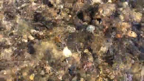 Piedra Bajo Agua Clara Piedras Bajo Flujo Agua Del Río — Vídeo de stock