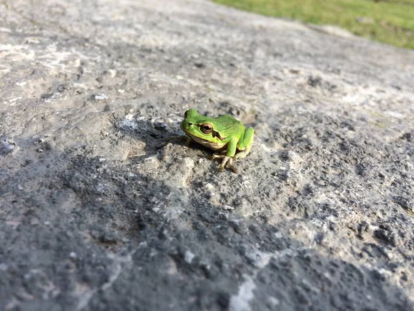 Grenouille Verte Asiatique Assise Dans Terre Gros Plan — Photo