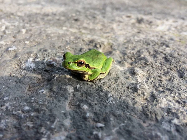 Closeup Green Asian Tree Frog Wild Animal — Stock Photo, Image