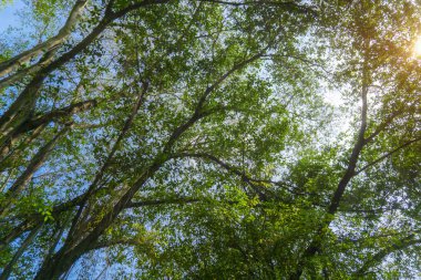 Mavi gökyüzü ve güneşli ağaçlar