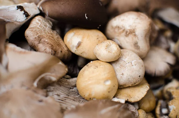 mushrooms and oyster mushrooms raw