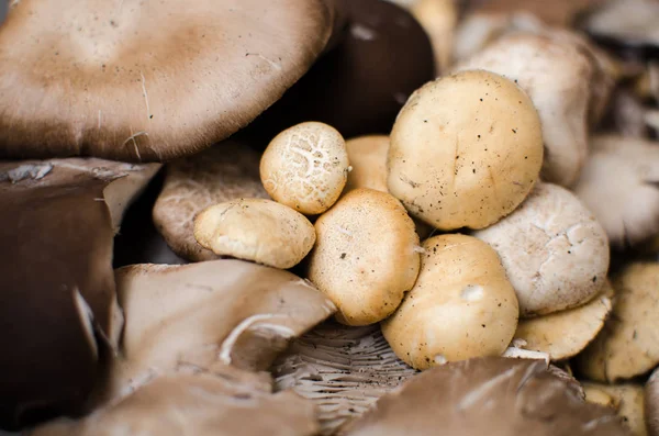 mushrooms and oyster mushrooms raw