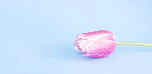 Pink tulip on a blue background. Congratulation concept card for Women\'s Day, mother\'s day, spring flowers, banner, greeting. Copy space