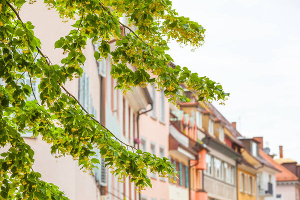 Detail of green branches of a tree and beautiful town houses at the background