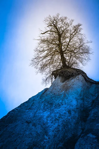 Strom poblíž hlubin — Stock fotografie