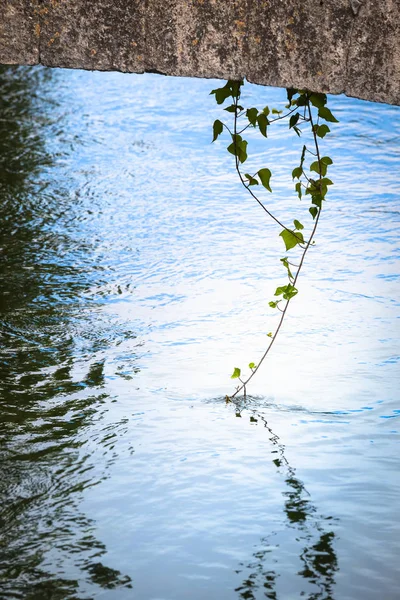 Twig Reflecting in Water — Stock Photo, Image