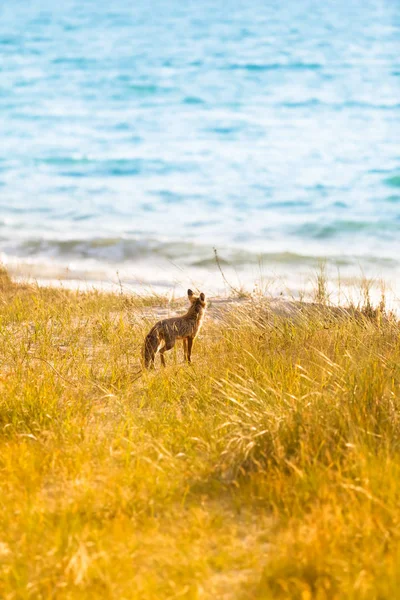 Animal Vue Sur Eau Renard Herbe Des Dunes Près Plage — Photo