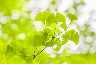 Ginkgo ışıkta bırakır / Ginkgo ağacı (kopya alanı taze yeşil yaprakları)