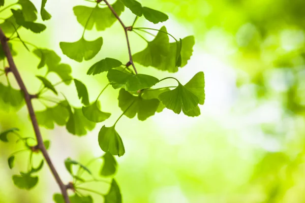 Ginkgo Κλαδί Φόντου Μαλακό Επικεντρώθηκε Φύλλα Του Δέντρου Ginkgo Αντίγραφο — Φωτογραφία Αρχείου