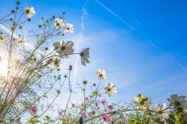 Vista Até Céu Ensolarado Flores Jardim Jardim Flores Cosmos Comuns — Fotografia de Stock