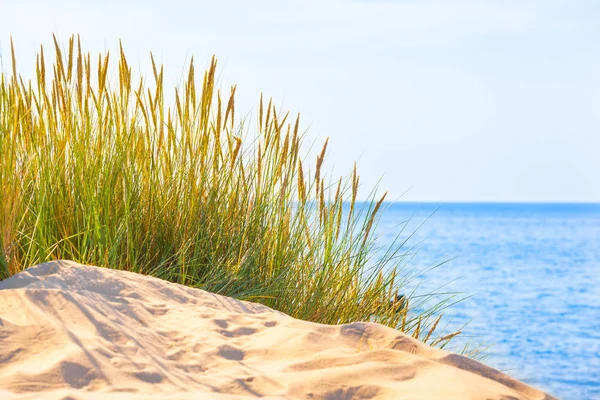 Güneşli Bir Günde Kumlu Plajda Kumlu Çimenler Mavi Deniz Kopyalama — Stok fotoğraf