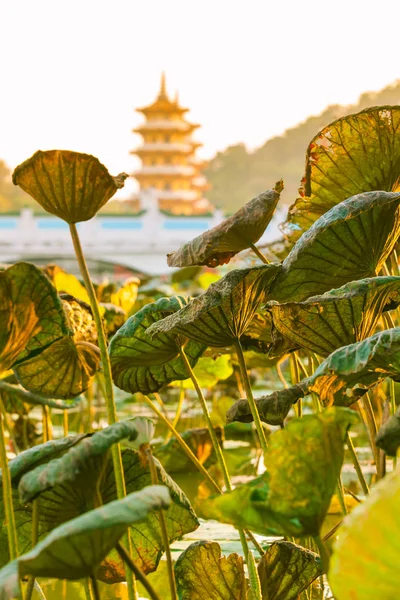 Leaves Lotus Water Plant Lake Asian Nostalgic Architecture Background Vintage — Stock Photo, Image