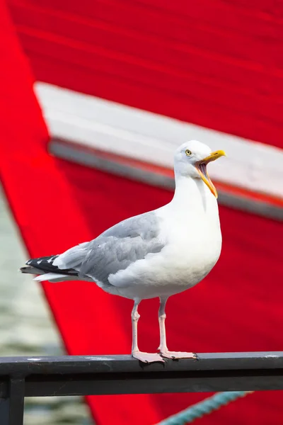 Mewa Stoi Poręczy Porcie Otwarty Dziób Płacz Głośno Czerwone Tło — Zdjęcie stockowe