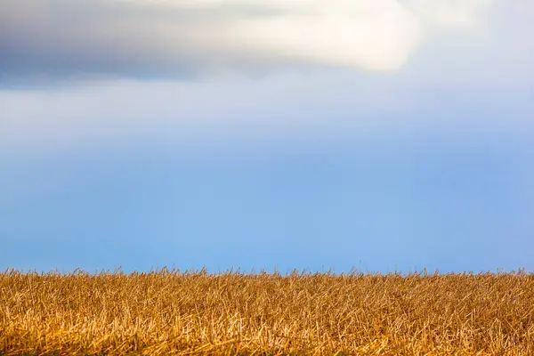 Golden Stubble Field Rainy Blue Sky Background Copy Space — Stock Photo, Image