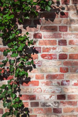 Nostaljik tuğla duvar kısmen sarmaşık bitkisiyle kaplıdır (kopyalama alanı)