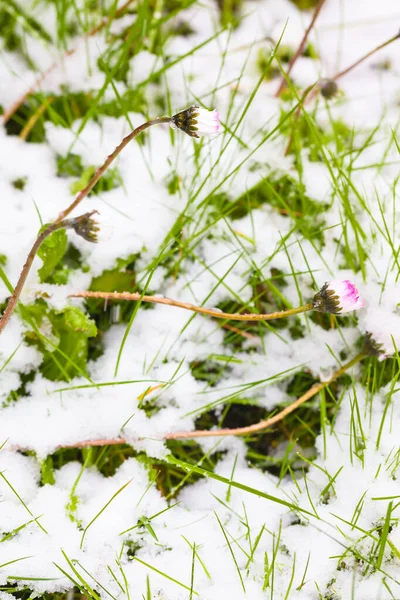 Detail Van Besneeuwde Weide Het Voorjaar Besneeuwd Gras Gesloten Madeliefjesbloesem — Stockfoto