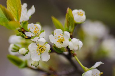 güneşli bir bahar çiçekli kayısı