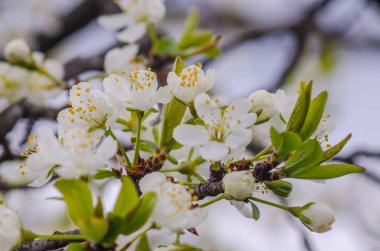 güneşli bir bahar çiçekli kayısı