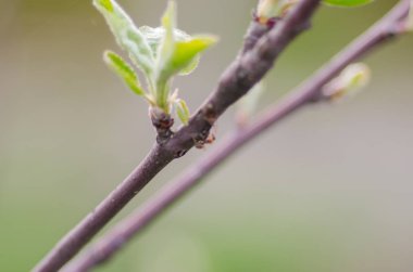 Sarı Tabebuya çiçek ve bulanık arka plan üzerinde siyah karınca filizlenen