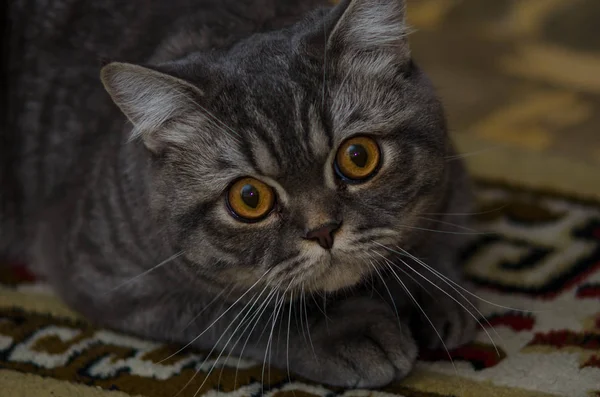 Britânico gato shorthair olhando no sofá — Fotografia de Stock