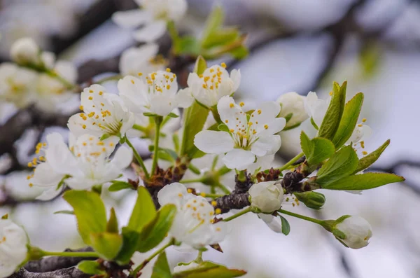 güneşli bir bahar çiçekli kayısı