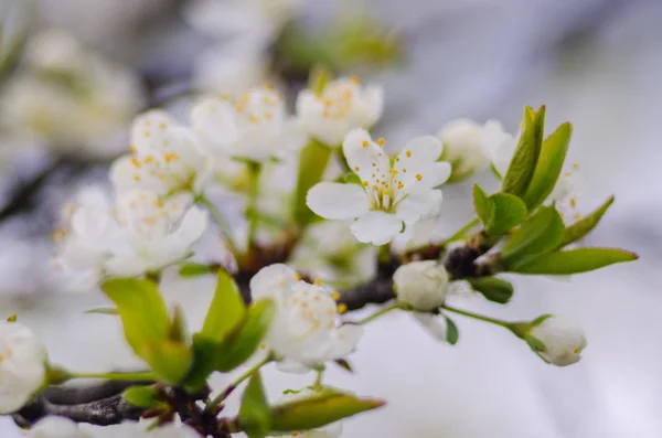 güneşli bir bahar çiçekli kayısı