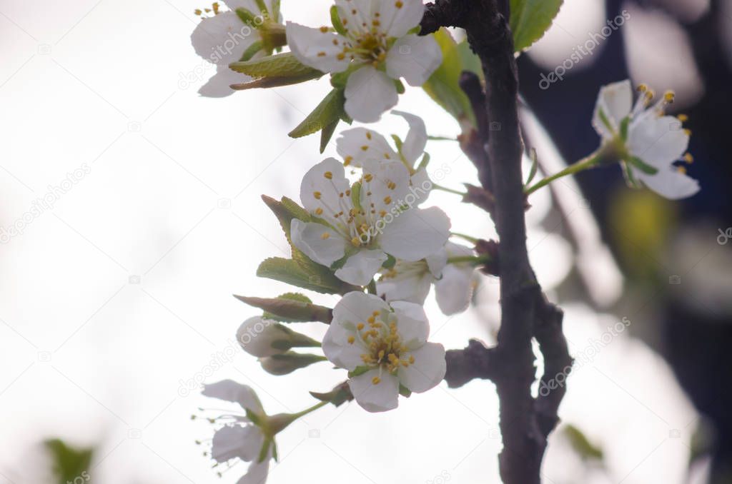 spring flowering apricots on a sunny day