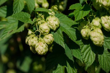 güzel kokulu yeşil hop yeşil yaprakları arasında büyüyor