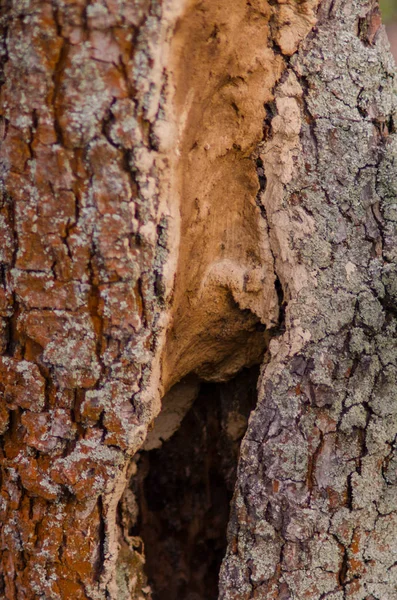 Kara delik kuş girişine ağaç gövdesi içinde iç içe geçirme