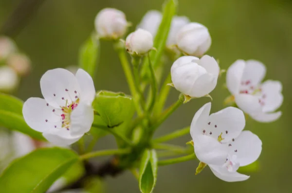 güneşli bir bahar çiçekli kayısı