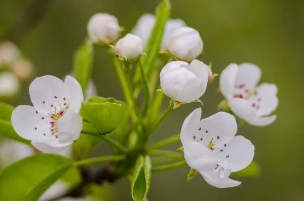 güneşli bir bahar çiçekli kayısı