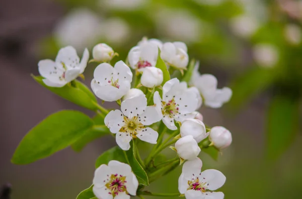 güneşli bir bahar çiçekli kayısı