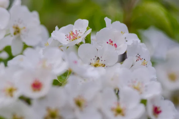 güneşli bir bahar çiçekli kayısı