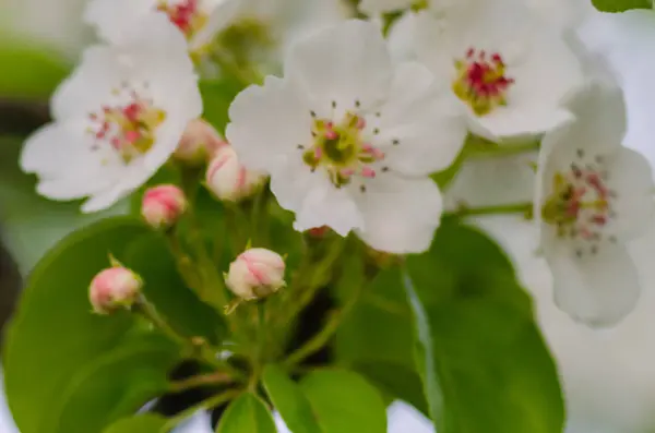 güneşli bir bahar çiçekli kayısı