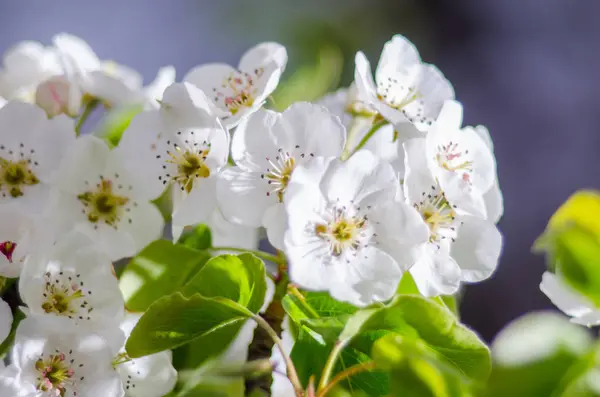 güneşli bir bahar çiçekli kayısı
