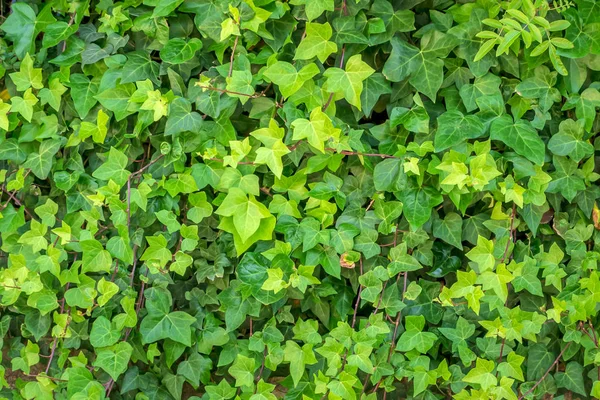 Arbustos Hera Rastejantes Formam Uma Sebe Textura Das Folhas — Fotografia de Stock