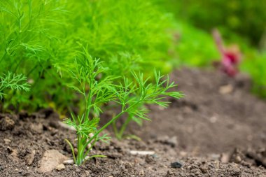 Bahçede genç bir dereotu çalısı yetişiyor. Baharda taze yeşiller birçok vitamin içeren çok sağlıklı bir yemektir..