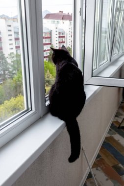 Siyah bir kedi pencere pervazında oturur ve çok katlı bir binanın açık penceresinden dışarı bakar. Fotoğrafta, arkadan kuyruklu bir kedi..