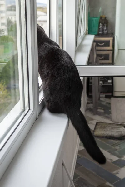 The cat looks out the open window into the street. The photo shows a rear view. Concept: quarantine, you cannot go outside.