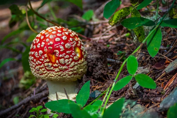 Amanita Muscaria Пули Съели Дырки Шляпе Гриба Гриб Выглядит Смайлик — стоковое фото