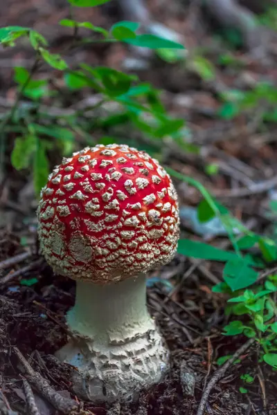 Amanita Muscaria Молодой Гриб Красной Шляпе Ядовит Вызывает Галлюцинации — стоковое фото