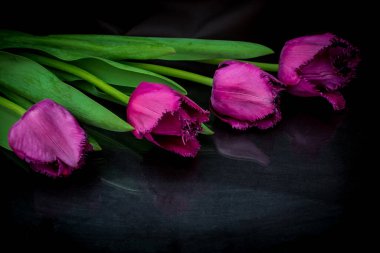 Siyah arka planda dört kırmızı lale. Üzüntü ve yas teması.