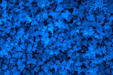 Klasik mavi tonlu sarmaşık yapraklarının dokusu.