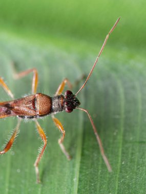 Yeşil Yaprak Üzerinde Assassin Bug Makro Fotoğraf