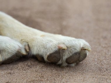 Kum üzerinde yatan köpeğin patisini kapat.